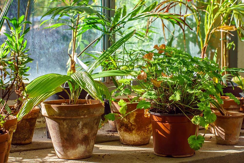 THE REMARKABLE EFFECTS  OF INDOOR PLANTS